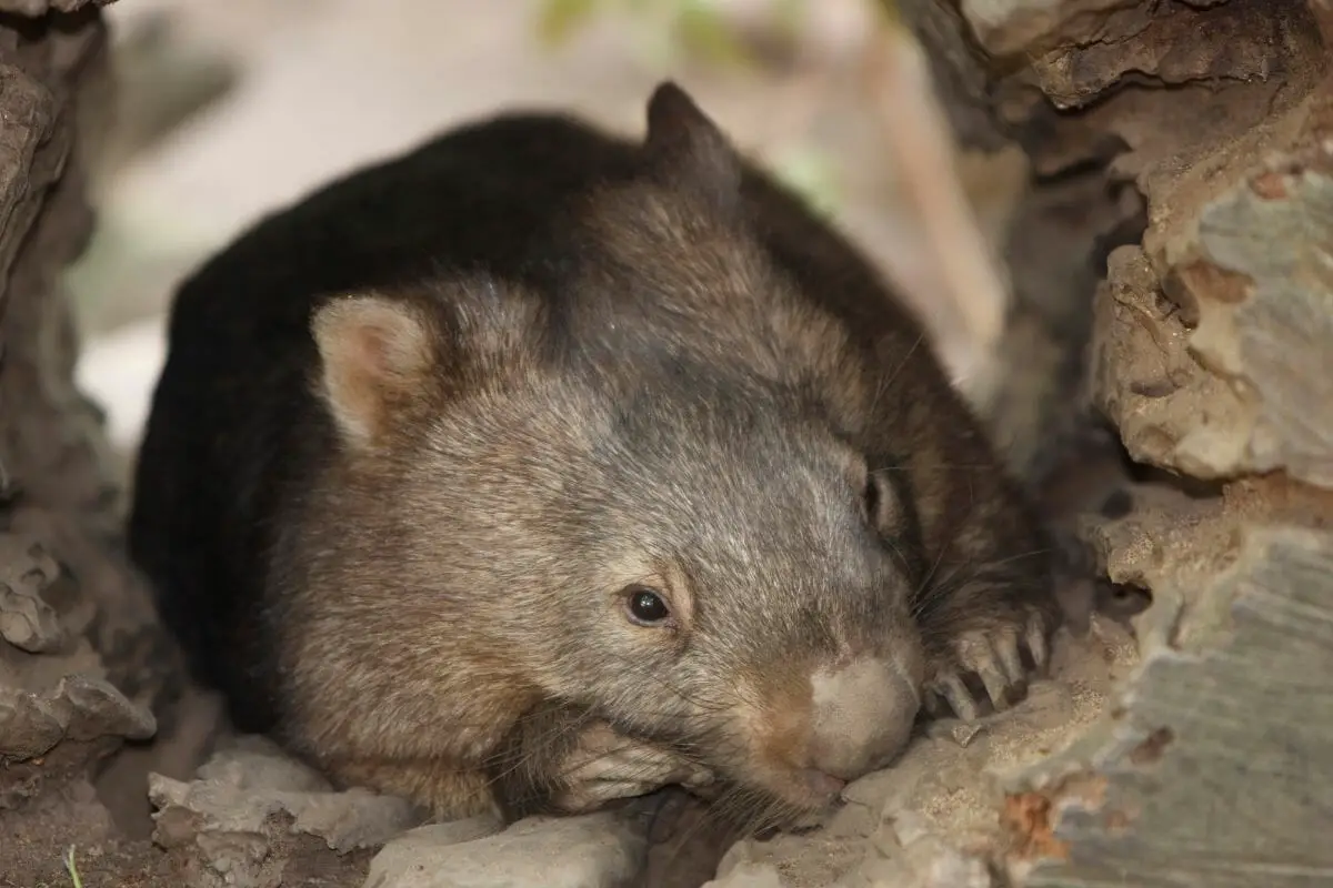 Are Wombats Dangerous?  