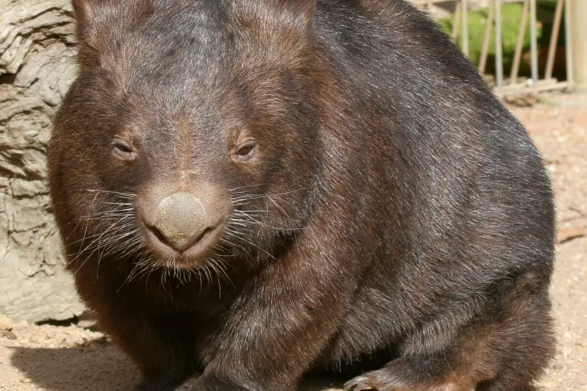 Are Wombats Dangerous?  