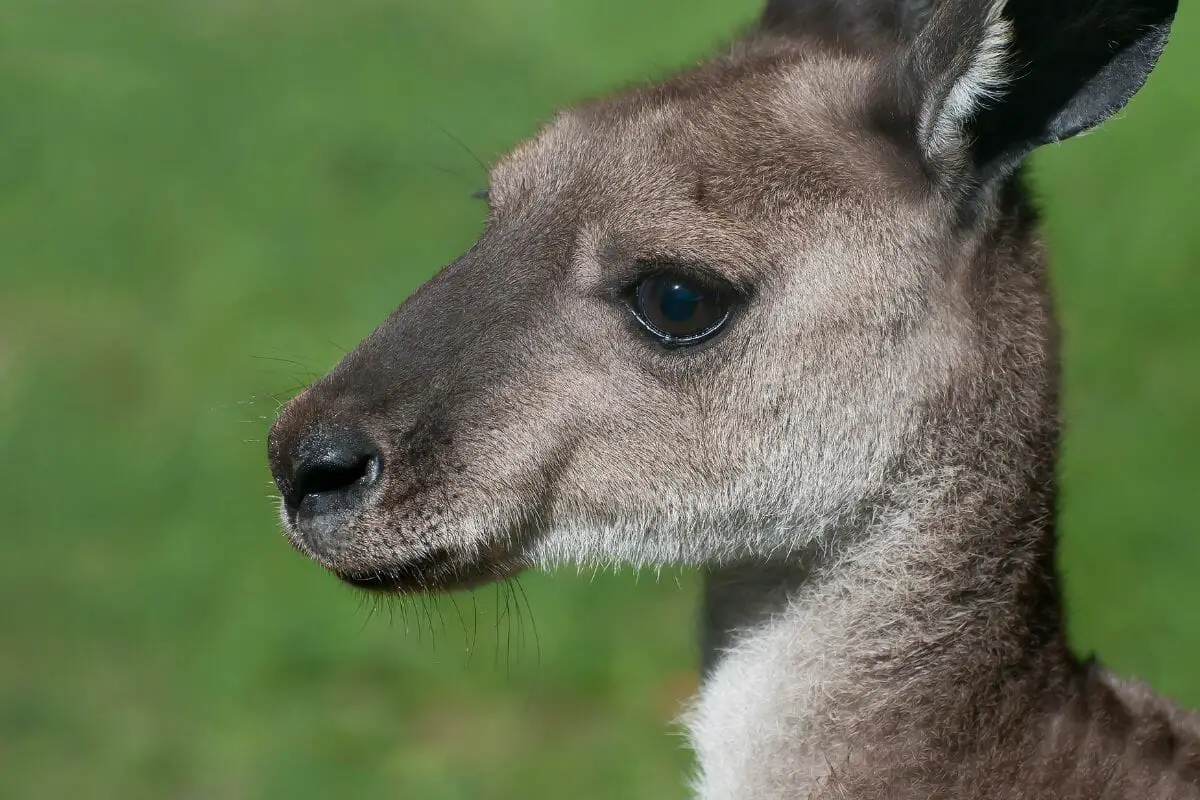Behavior & Ecology Of The Western Gray Kangaroo: Are They Aggressive?