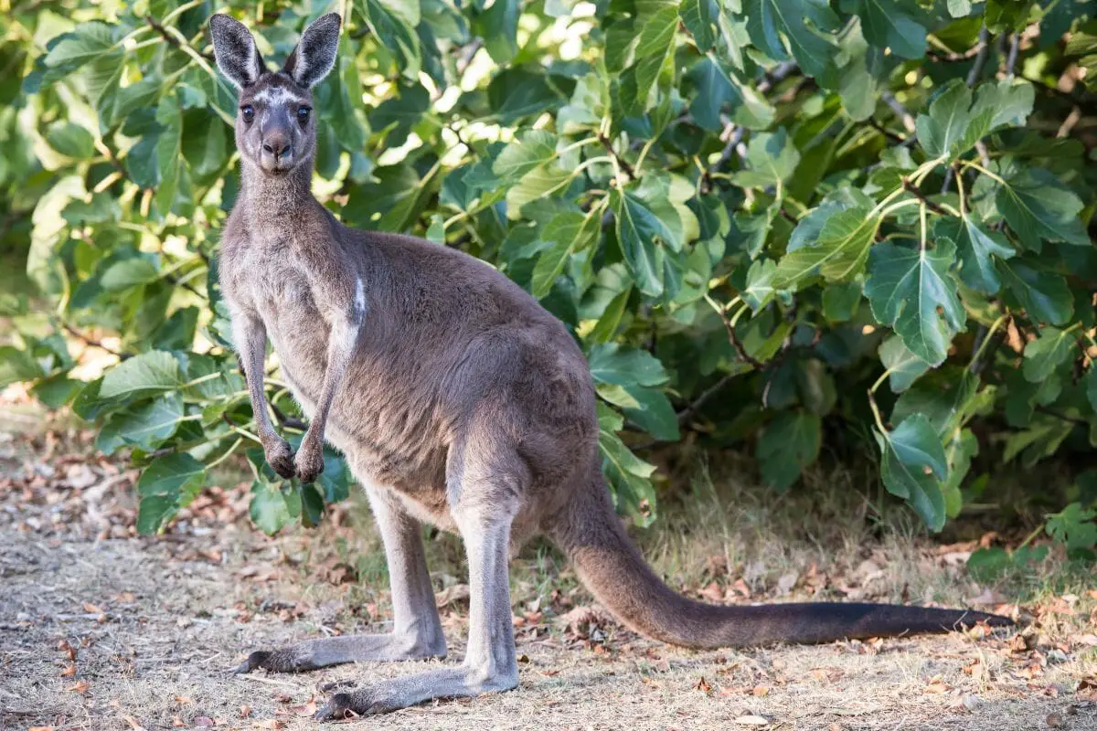 Behavior & Ecology Of The Western Gray Kangaroo: Are They Aggressive?