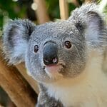 Can I Adopt A Koala From Australia? Here Is Where You Can Do It