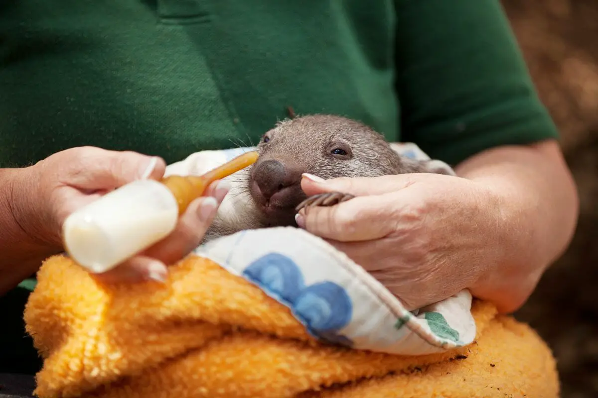 Can I Own A Wombat As A Pet?