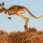Can Kangaroos Jump Backwards?