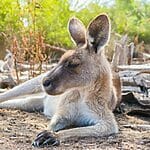 Can Kangaroos Survive In Cold Weather? (If Not, Why?)