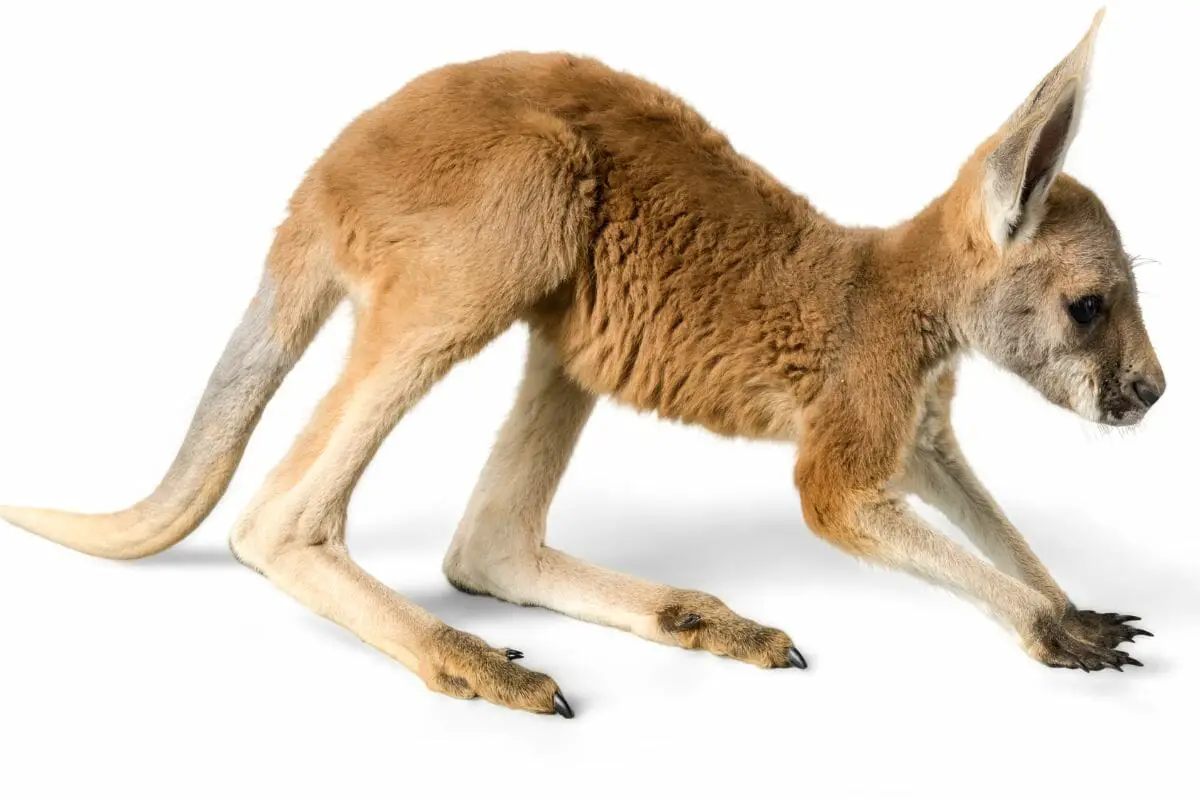 Can Kangaroos Walk In Any Kind Of Way?