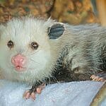 Can Opossums Be Pets?