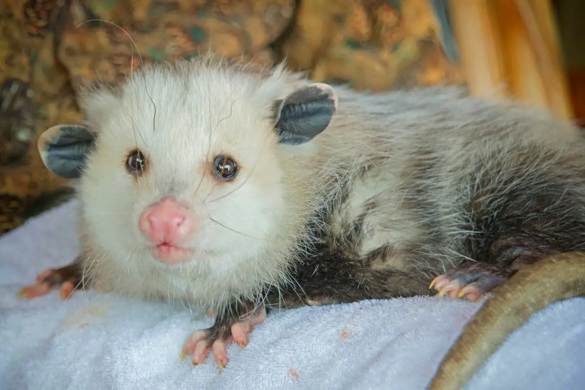 Can Opossums Be Pets