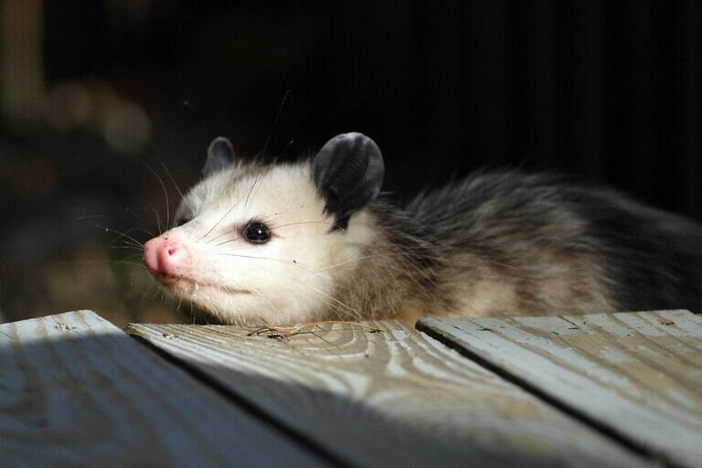 Can Opossums Be Pets? What You Must Know Before Adopting One