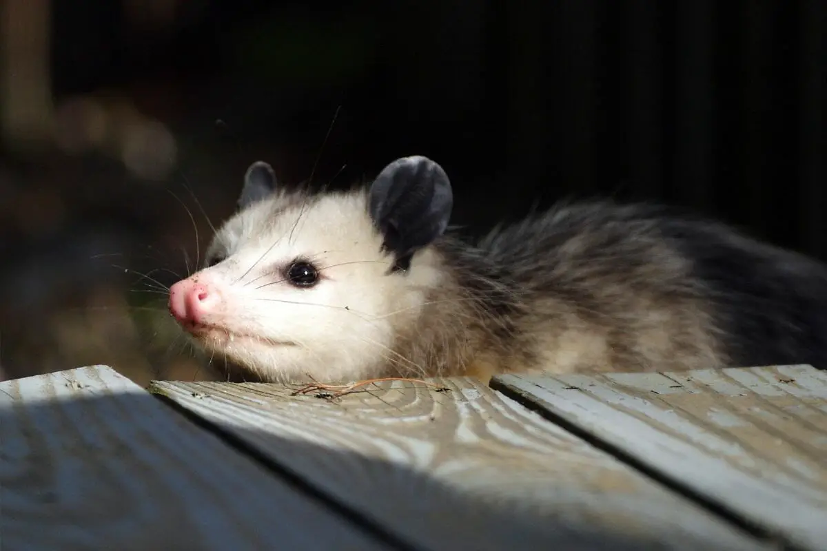 Can Opossums Be Pets 