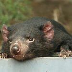 Can Tasmanian Devils Be Kept As Pets? If Not, Why?