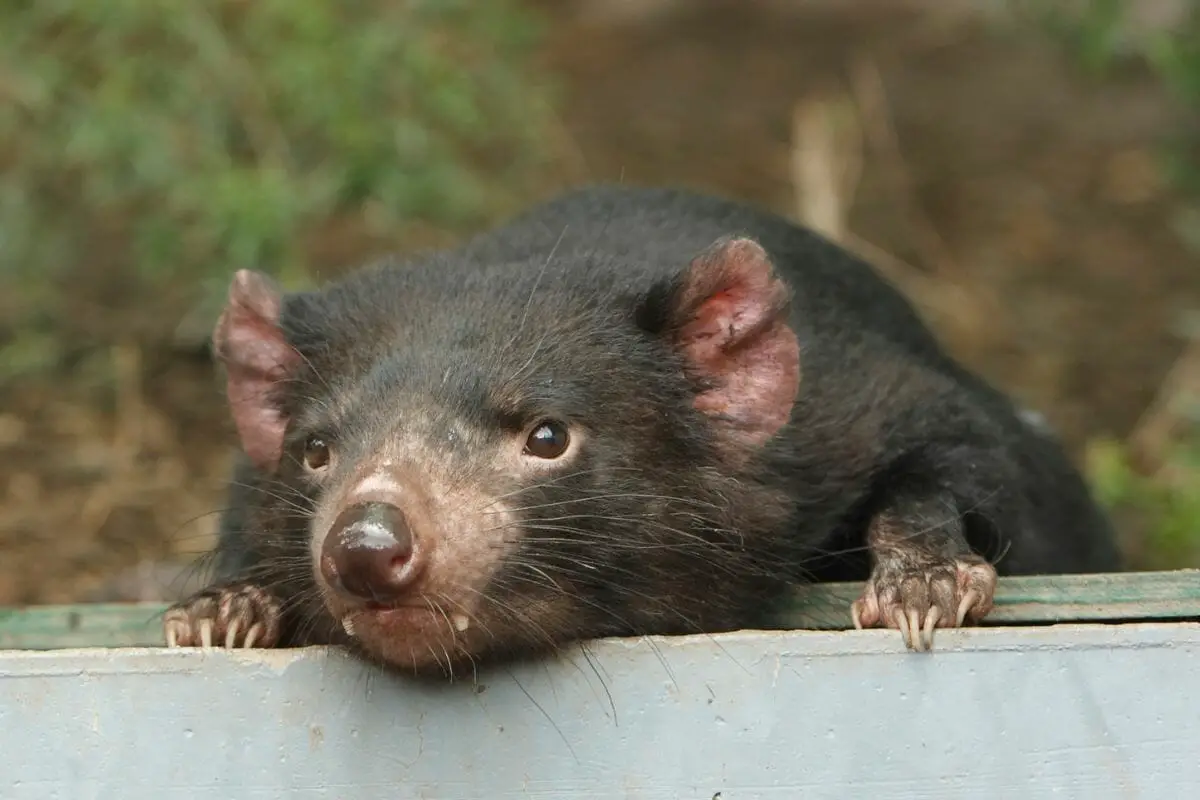 Can Tasmanian Devils Be Kept As Pets? If Not, Why? 