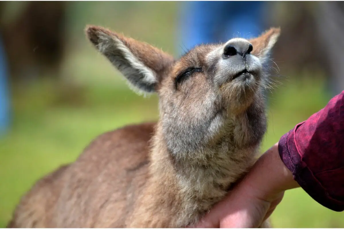 Can You Have A Pet Kangaroo?