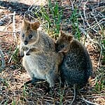 Can You Have A Quokka As A Pet?