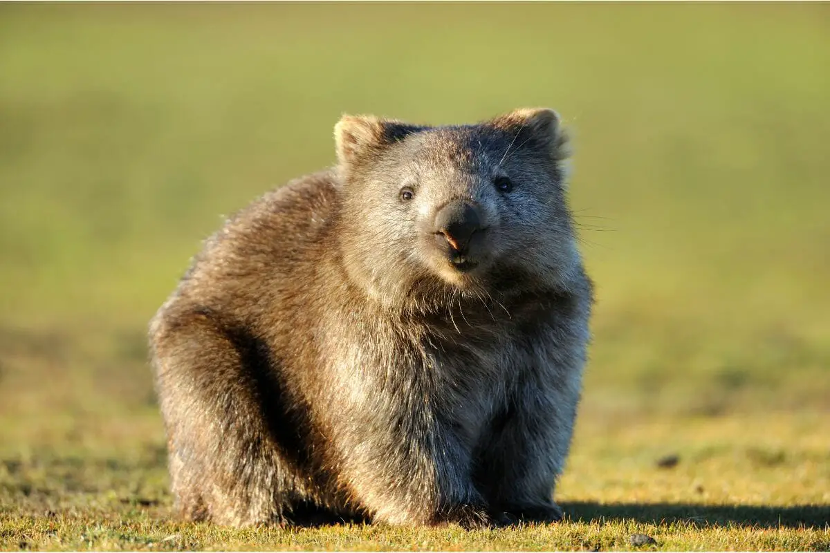 Can You Have A Wombat As A Pet?