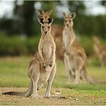 Did You Know Kangaroos Fear The Sound Of Their Own Feet?