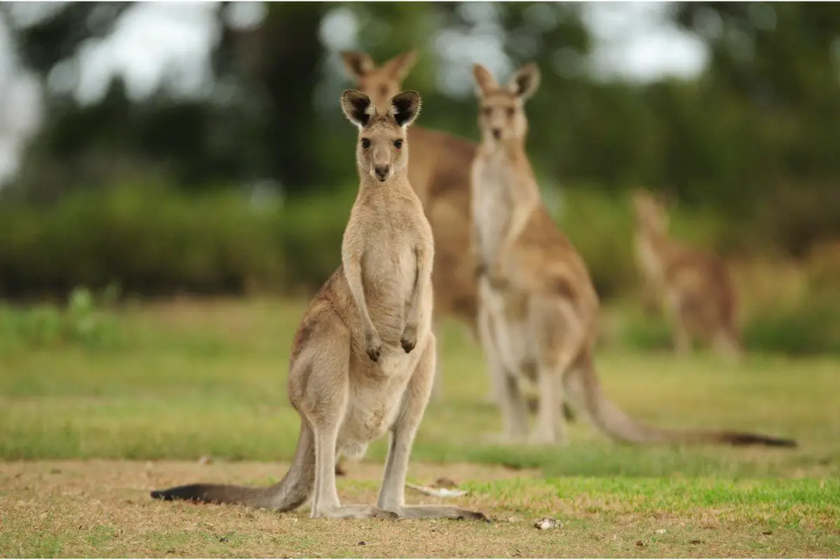 Did You Know Kangaroos Fear the Sound Of Their Own Feet?