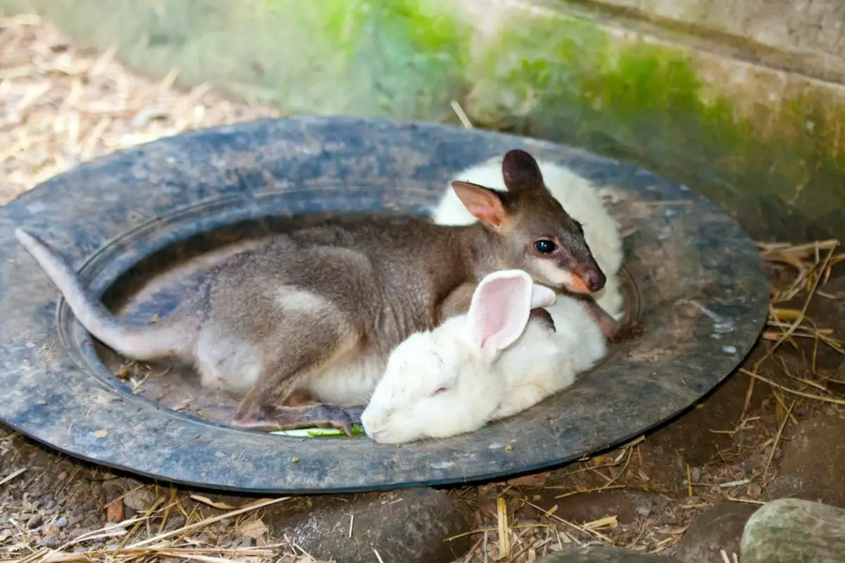 Difference Between Kangaroo And Rabbit (The Answers Might Surprise You)