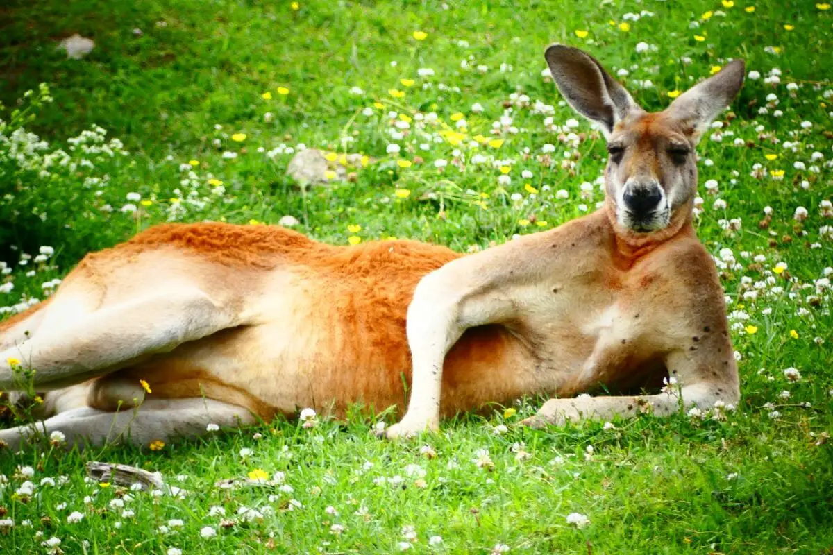 Difference Between Red And Grey Kangaroo (The Answers Might Surprise You)