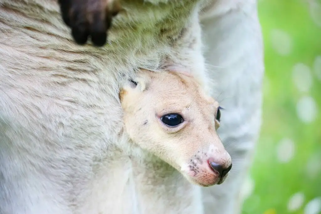 What Does The Inside Of A Kangaroo Pouch Look Like Cool Wood Wildlife Park 0660