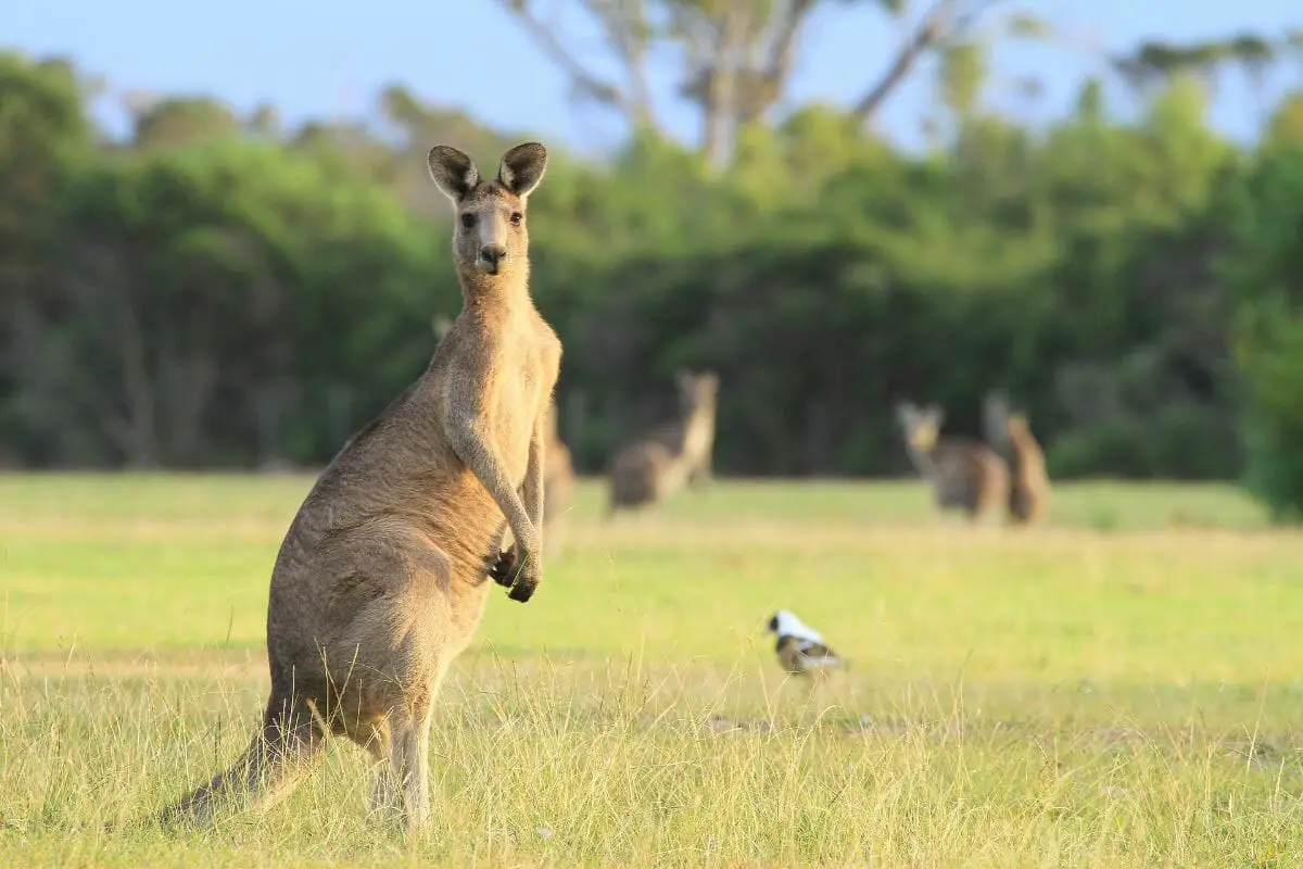 Kangaroos With Their Predators