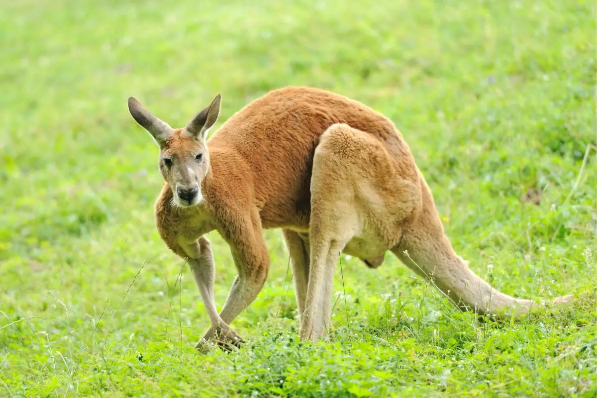 Do Kangaroos Try To Drown Other Animals When They're Threatened?