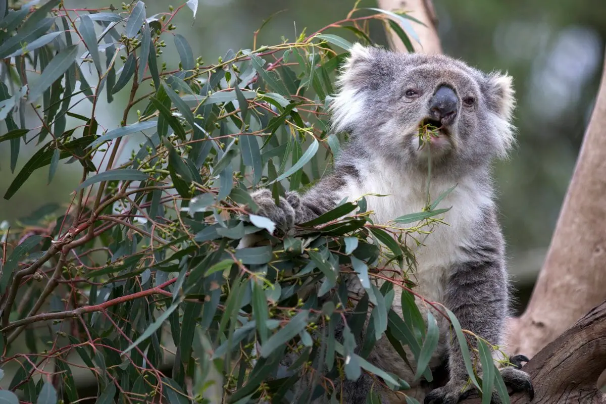 Do Koalas Eat Anything Besides Eucalyptus? [A Guide]