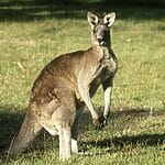 Do Male Kangaroos Have Pouches?