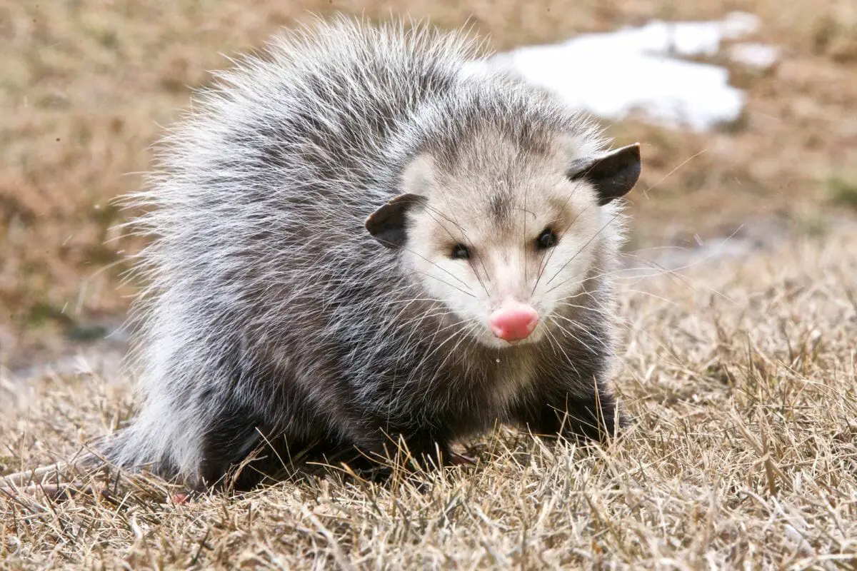 Do Opossums Bite