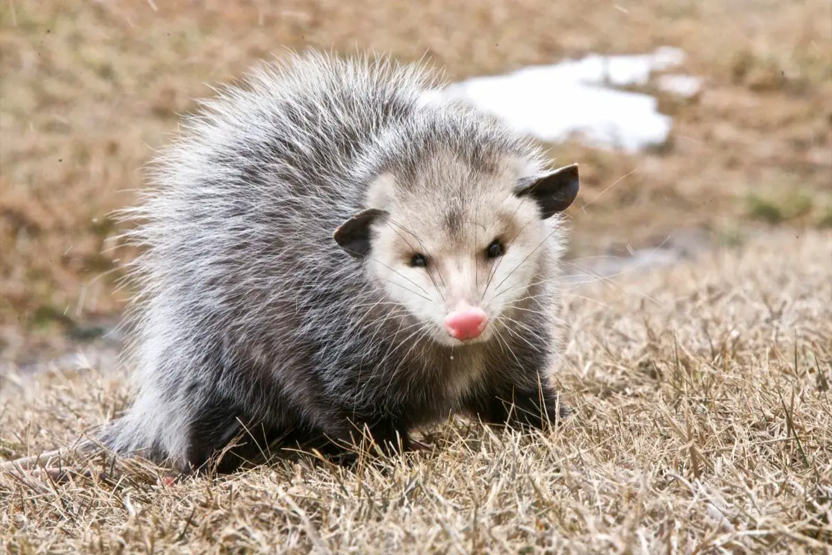 Do Opossums Have Pouches?