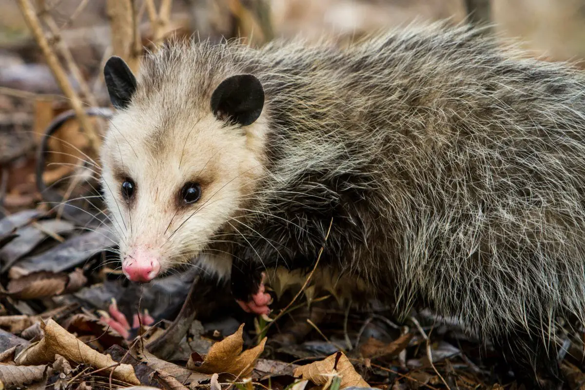 Do Opossums hibernate