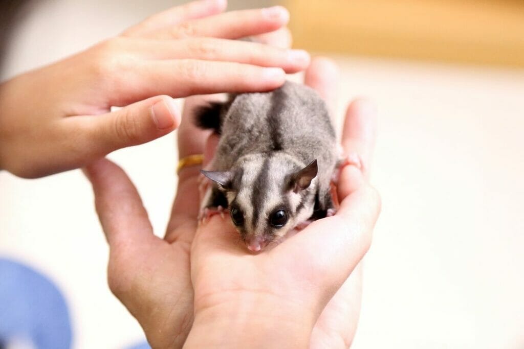 Do Sugar Gliders Recognize Their Owners Everything A Glider Owner Should Know
