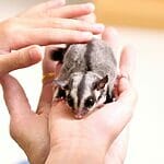 Do Sugar Gliders Recognize Their Owners Everything A Glider Owner Should Know