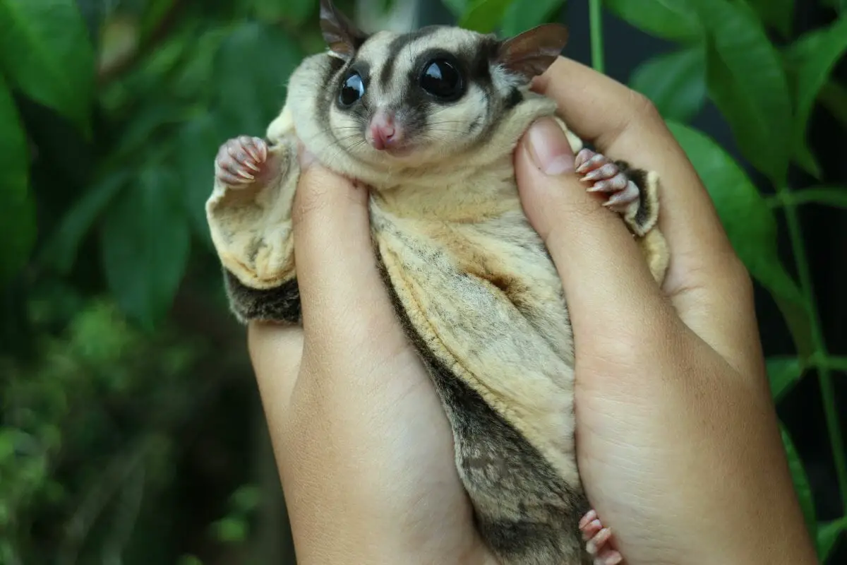 Do Sugar Gliders Stink? 6 Ways To Prevent Them From Smelling