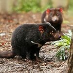 Do Tasmanian Devils Have A Predator? (Only A Few Remain)