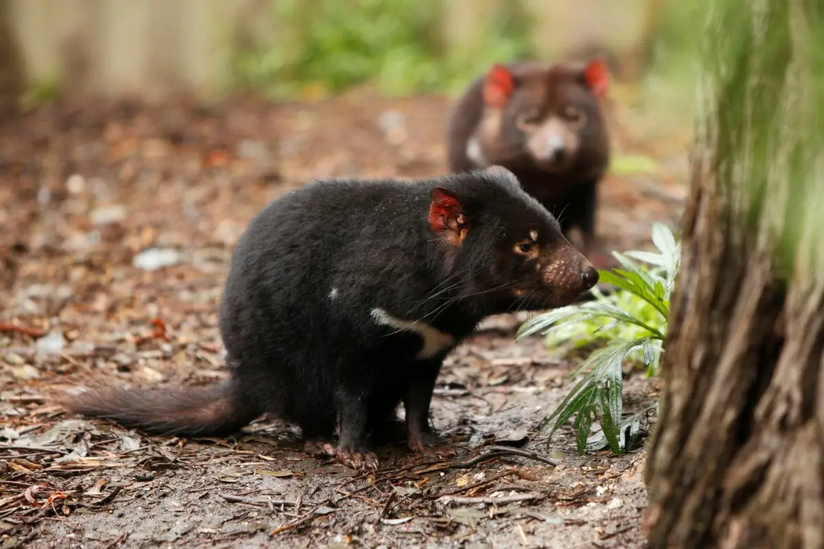 Do Tasmanian Devils Have A Predator? (Only A Few Remain)