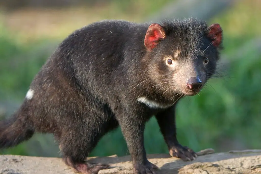 Do Tasmanian Devils Have Any Special Features? Fun Facts
