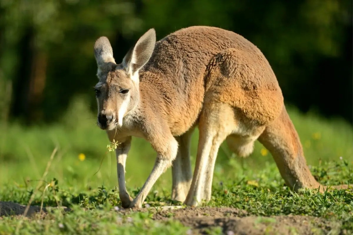 Do they eat kangaroos in australia