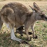 Eastern Gray Kangaroo: How Many Are Left?