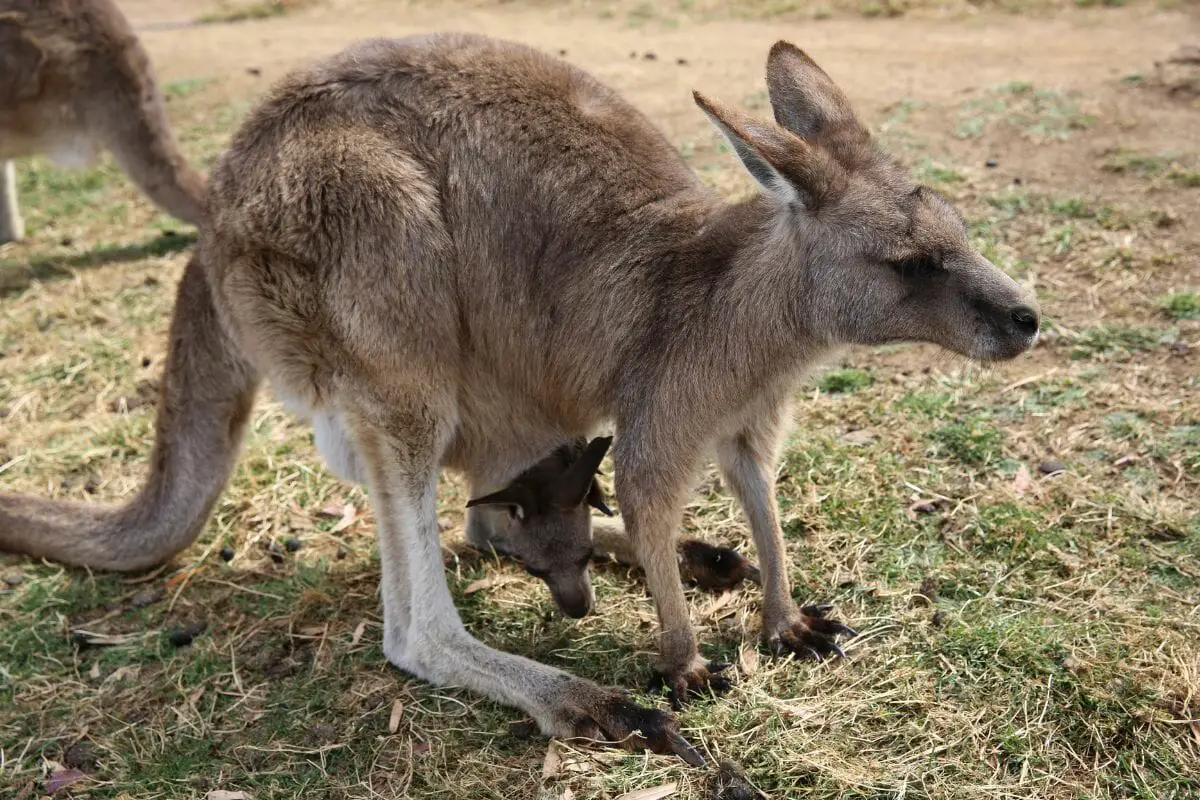 Eastern Gray Kangaroo: How Many Are Left?  