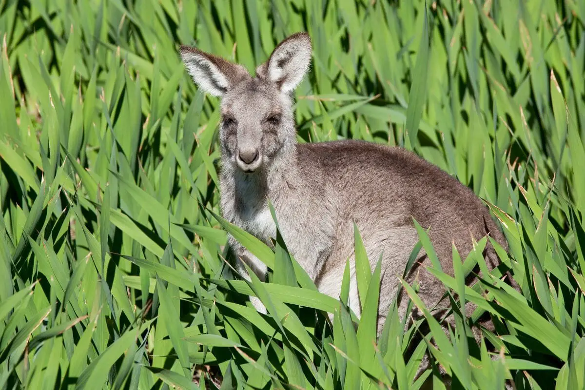 Everything You Need To Know About Hand Rearing Joeys