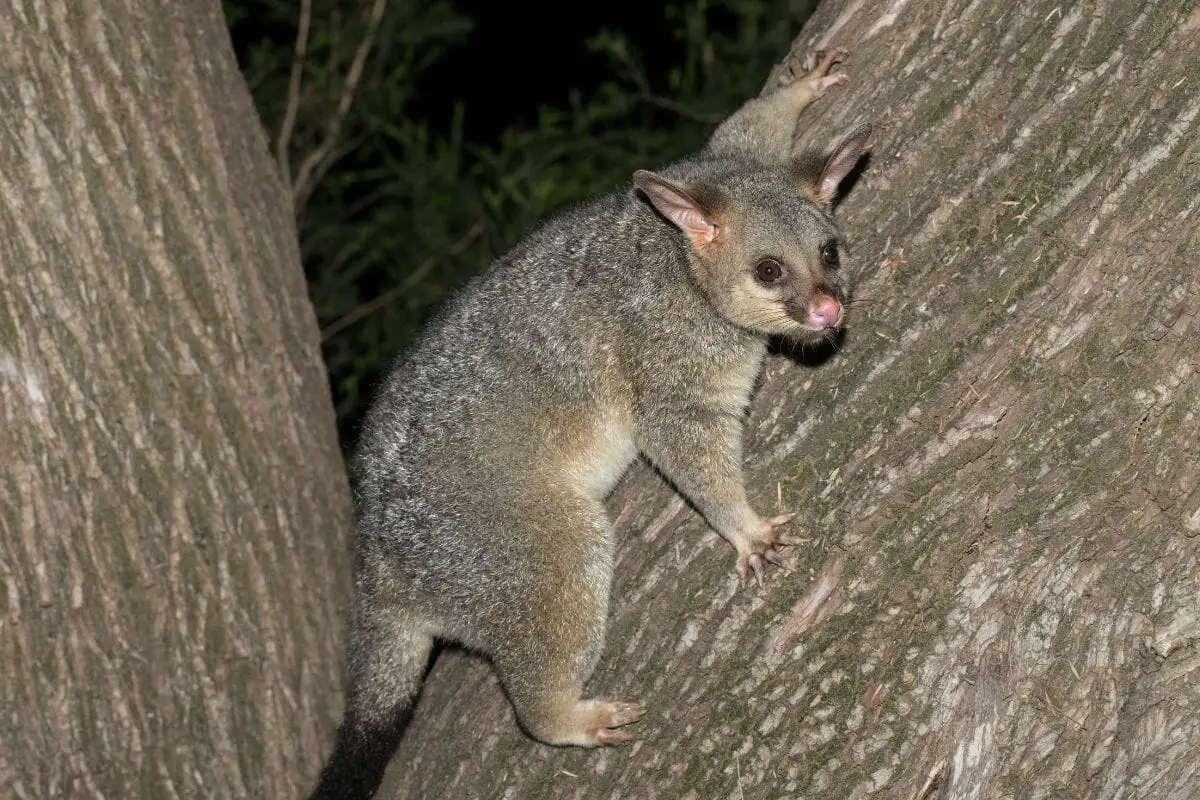 Facts About Brushtail Possums