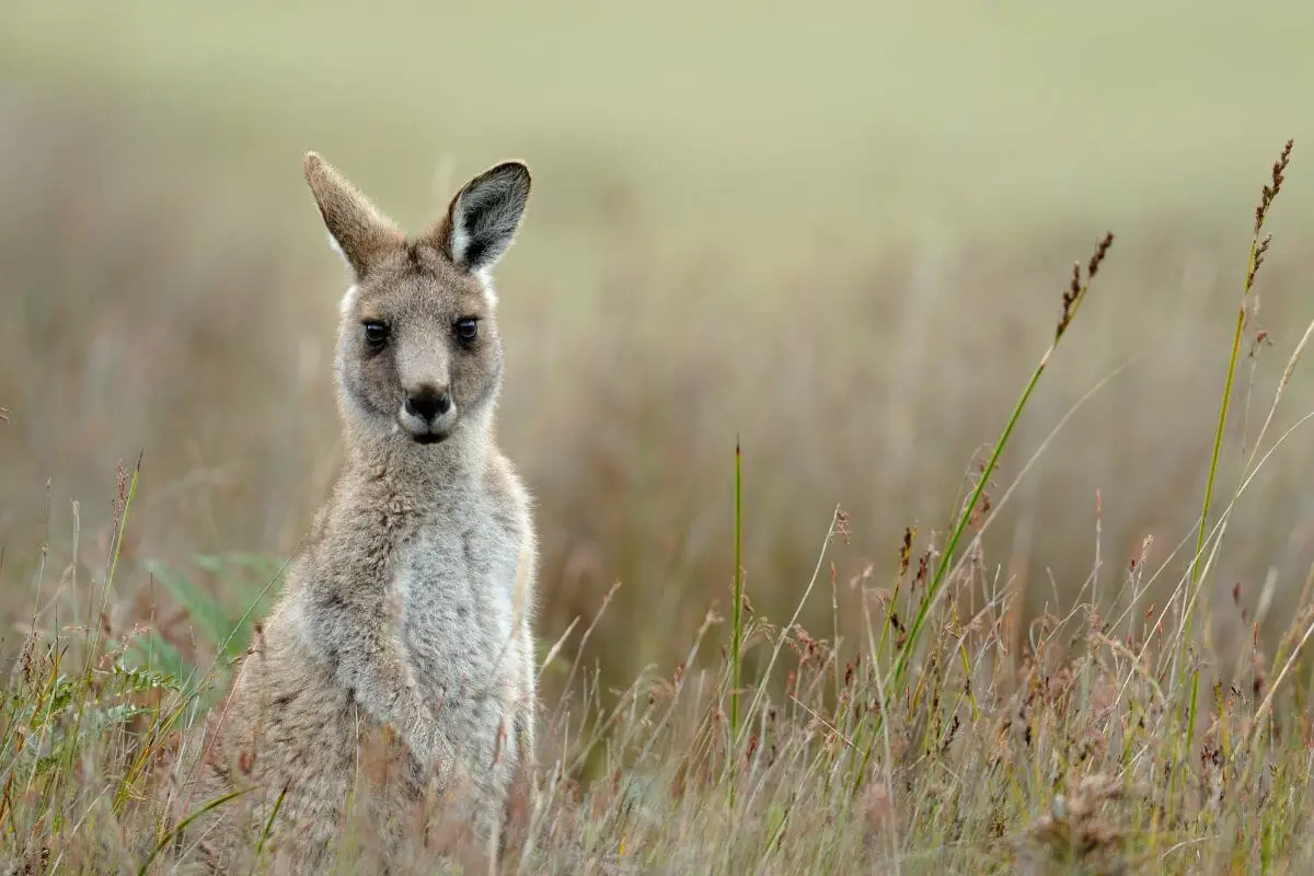 How Are Rabbits And Kangaroos Related? (The Answer Might Surprise You)