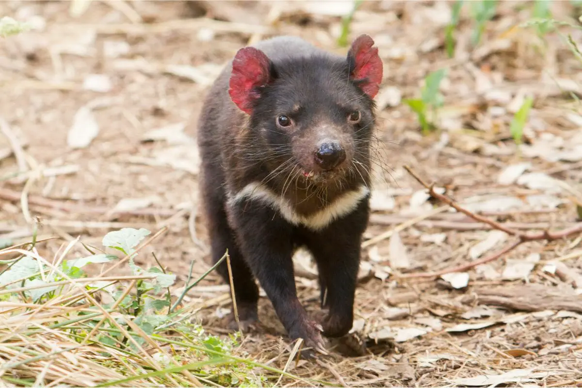 How Fast Can A Tasmanian Devil Run? (The Answer Might Surprise You)