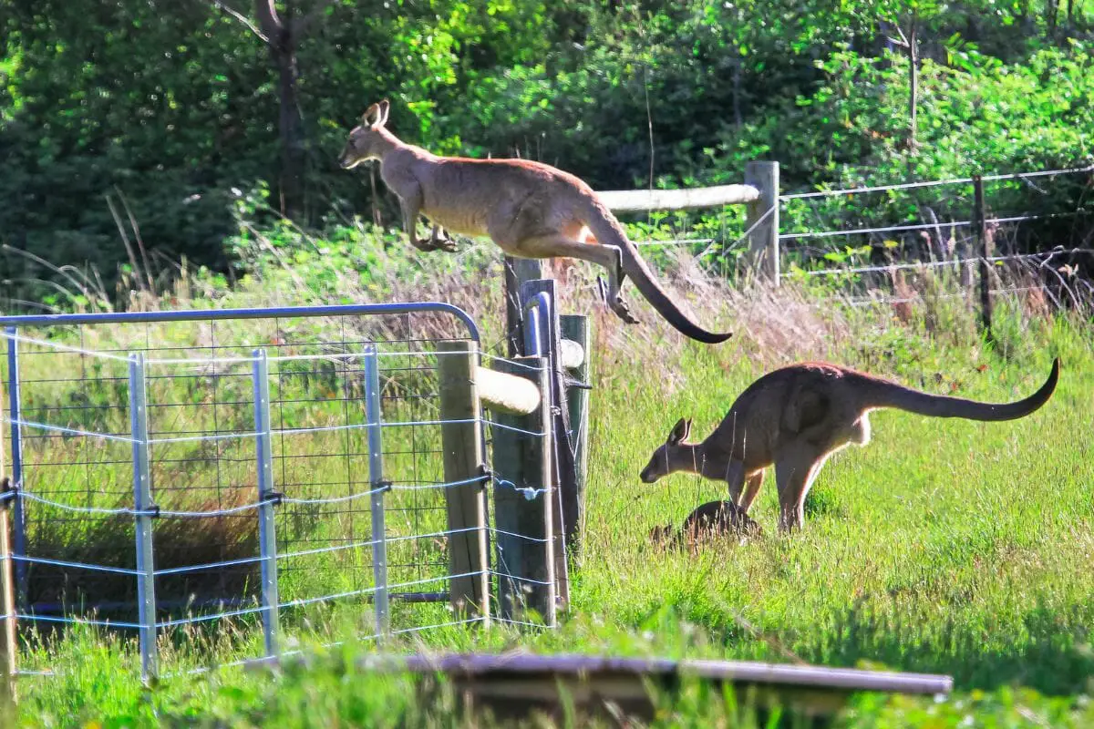 How High Can A Kangaroo Jump