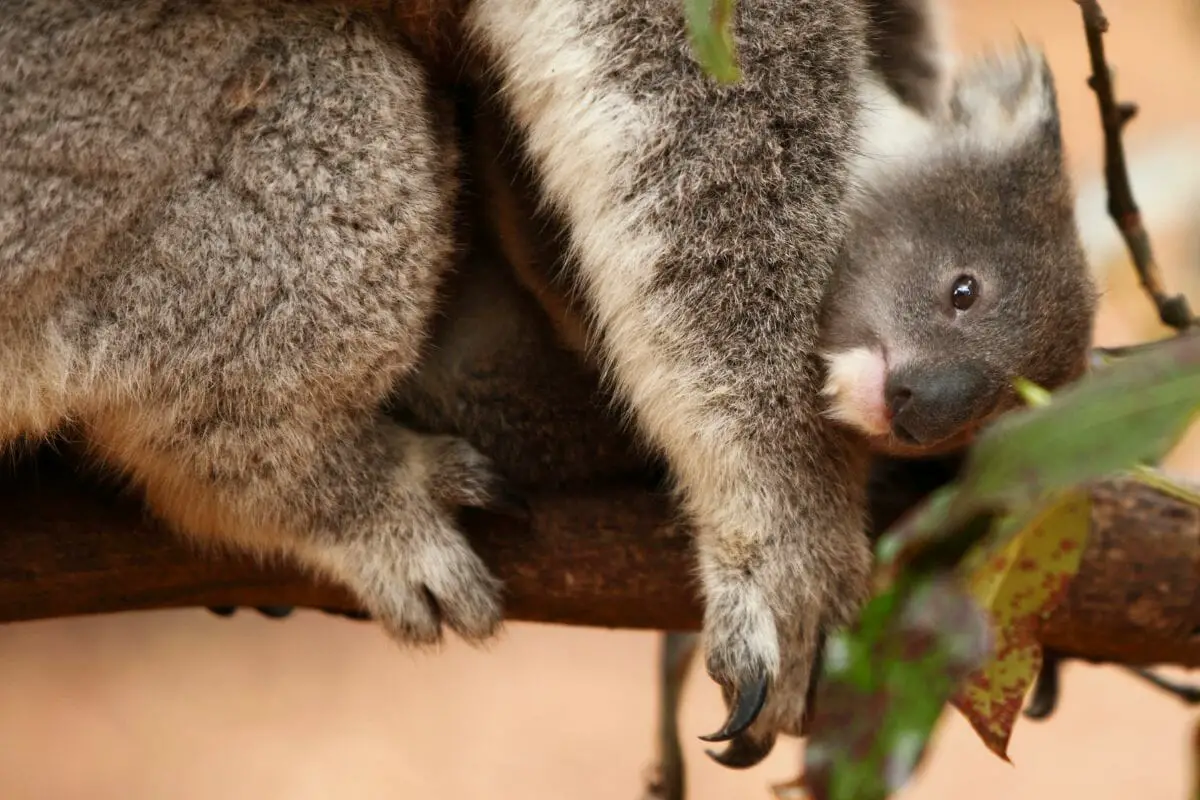 How Long Do Koala Babies Stay In The Pouch? The Answer Is 8-9 Months