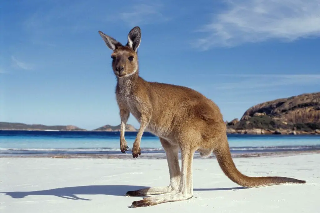 How Long Is A Kangaroo's Life Span (You Might Be Surprised)