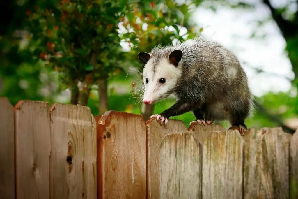 How Many Teeth Do Opossums Have Cool Wood Wildlife Park