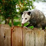 How Many Teeth Do Opossums Have?