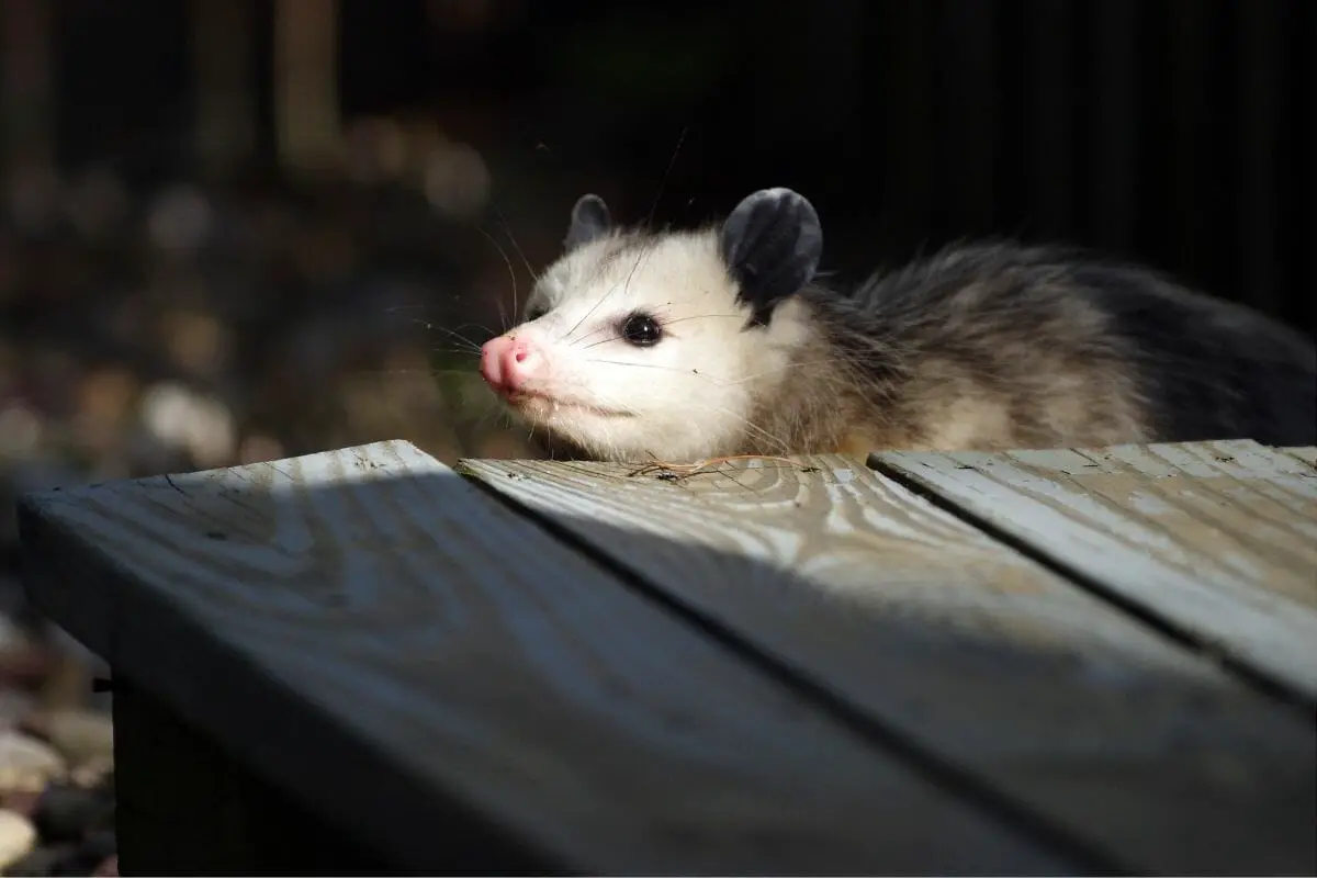 How Many Teeth Do Opossums Have? 