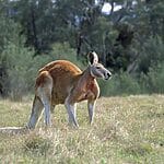 How Strong Are Kangaroos?
